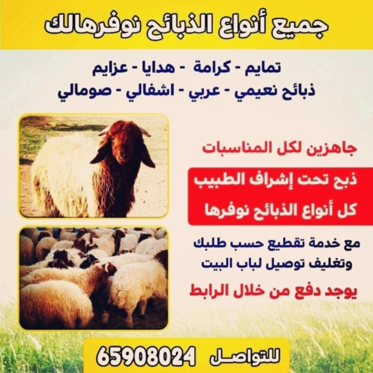 اغنام للبيع بالكويت_ توصيل ذبايح 65908024 غنم للبيع- رقم قصاب - ذبايح للبيع -دبايح للبيع- اضاحي للبيع | ملوك التسويق للدعاية والاعلان